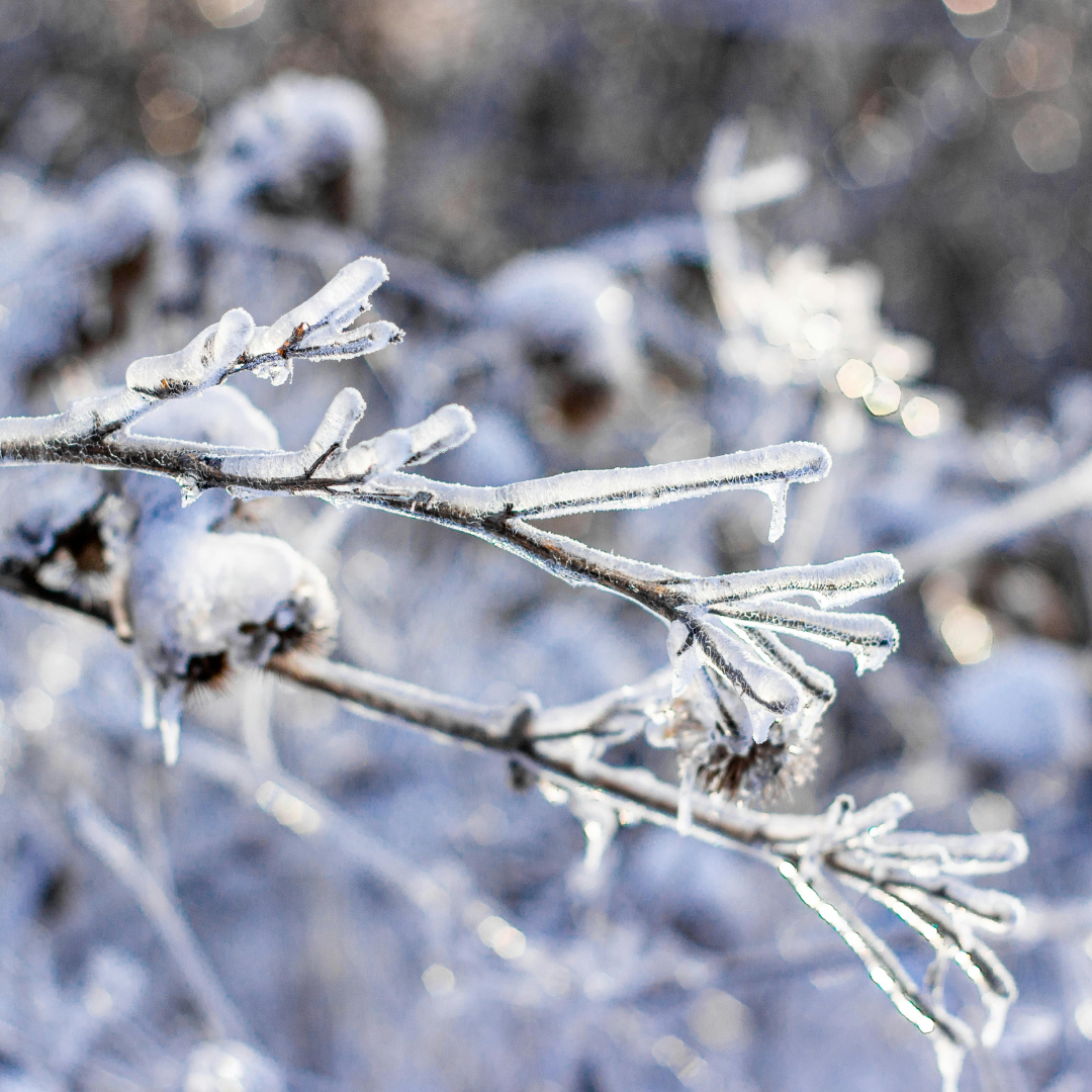 Frosted & Fresh