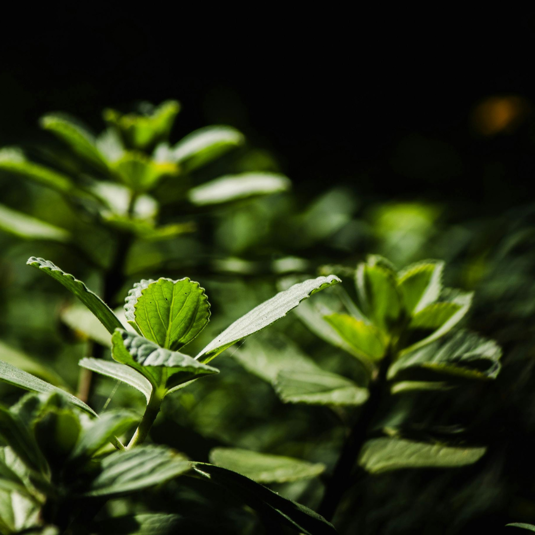Herbal & Green