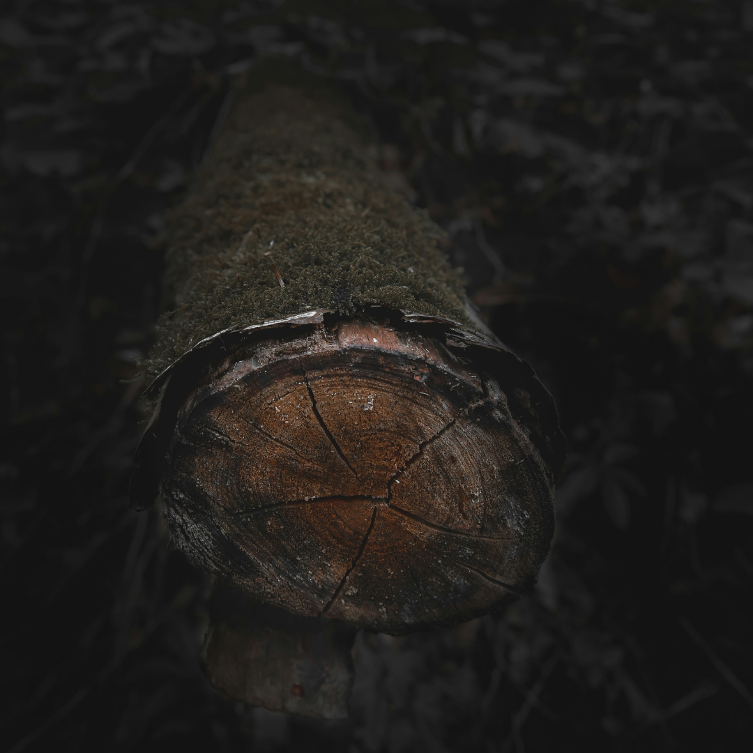 Dark Woods & Earth